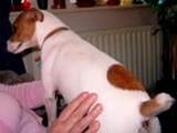 jack russell-10