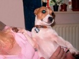 jack russell-11