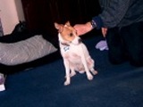jack russell-14