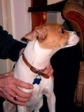 jack russell-13