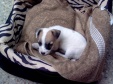 jack russell-06