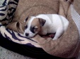 jack russell-07