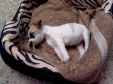 jack russell-09