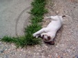 jack russell-06
