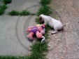 jack russell-14