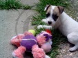 jack russell-16