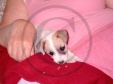 jack russell-07