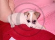 jack russell-08