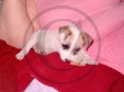 jack russell-09